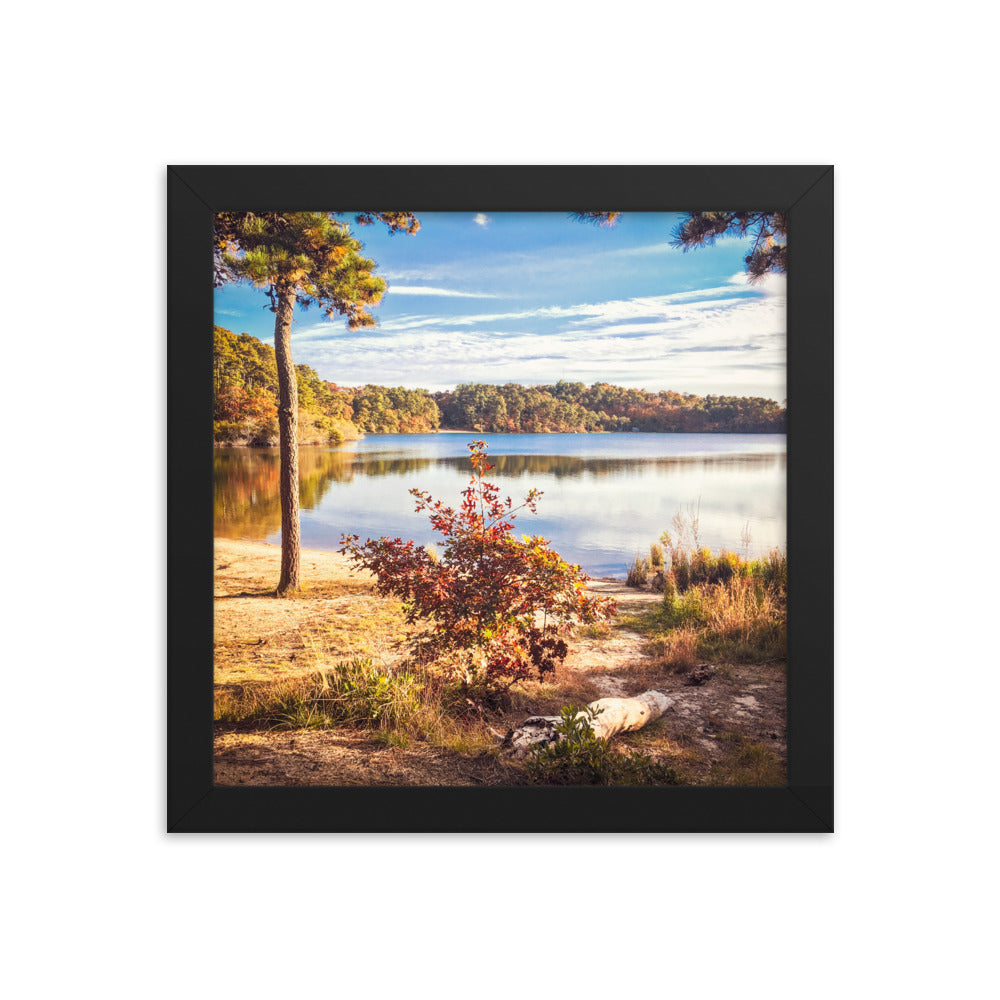 Walk in the Woods, Cape Cod Framed Print