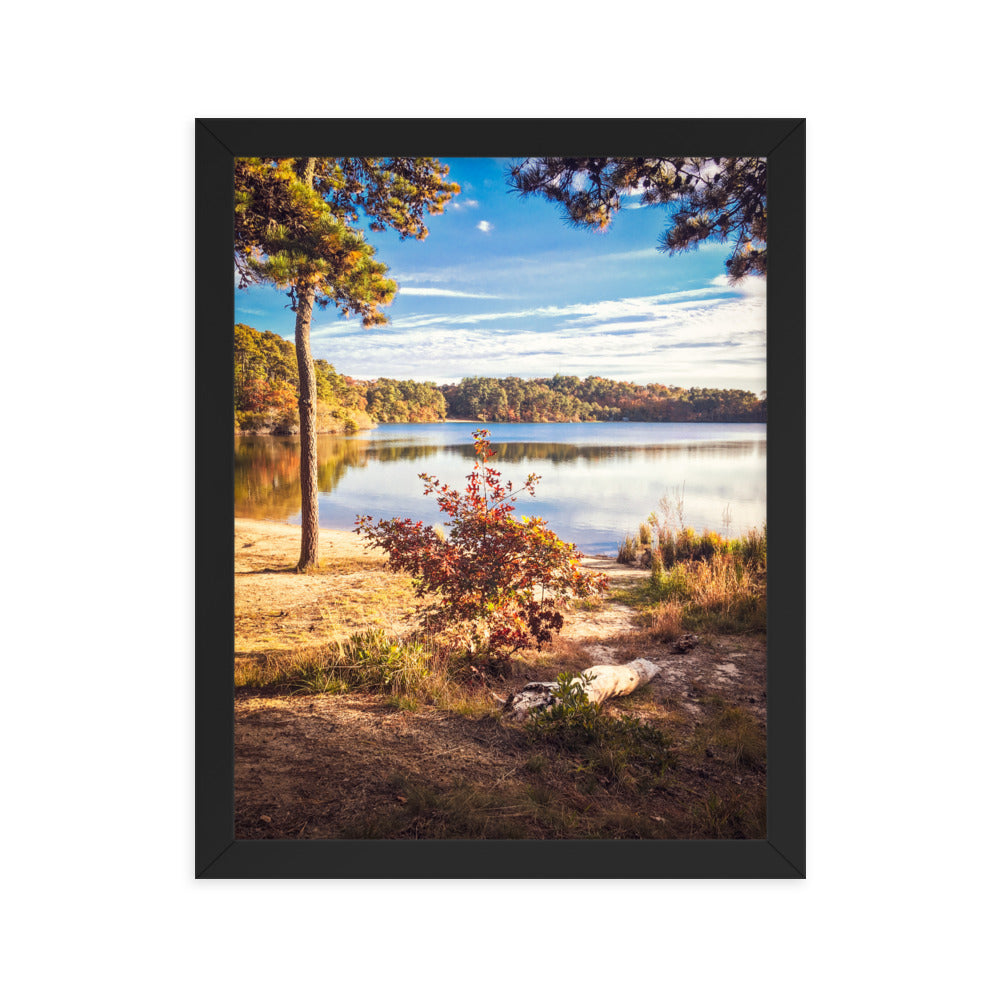 Walk in the Woods, Cape Cod Framed Print