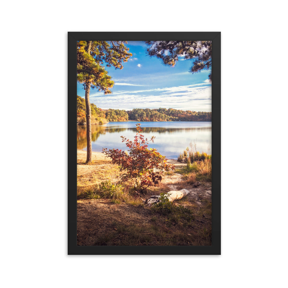 Walk in the Woods, Cape Cod Framed Print