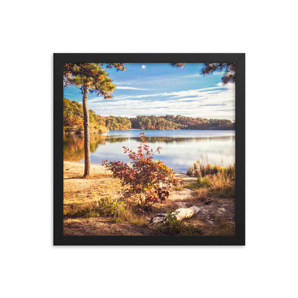 Walk in the Woods, Cape Cod Framed Print