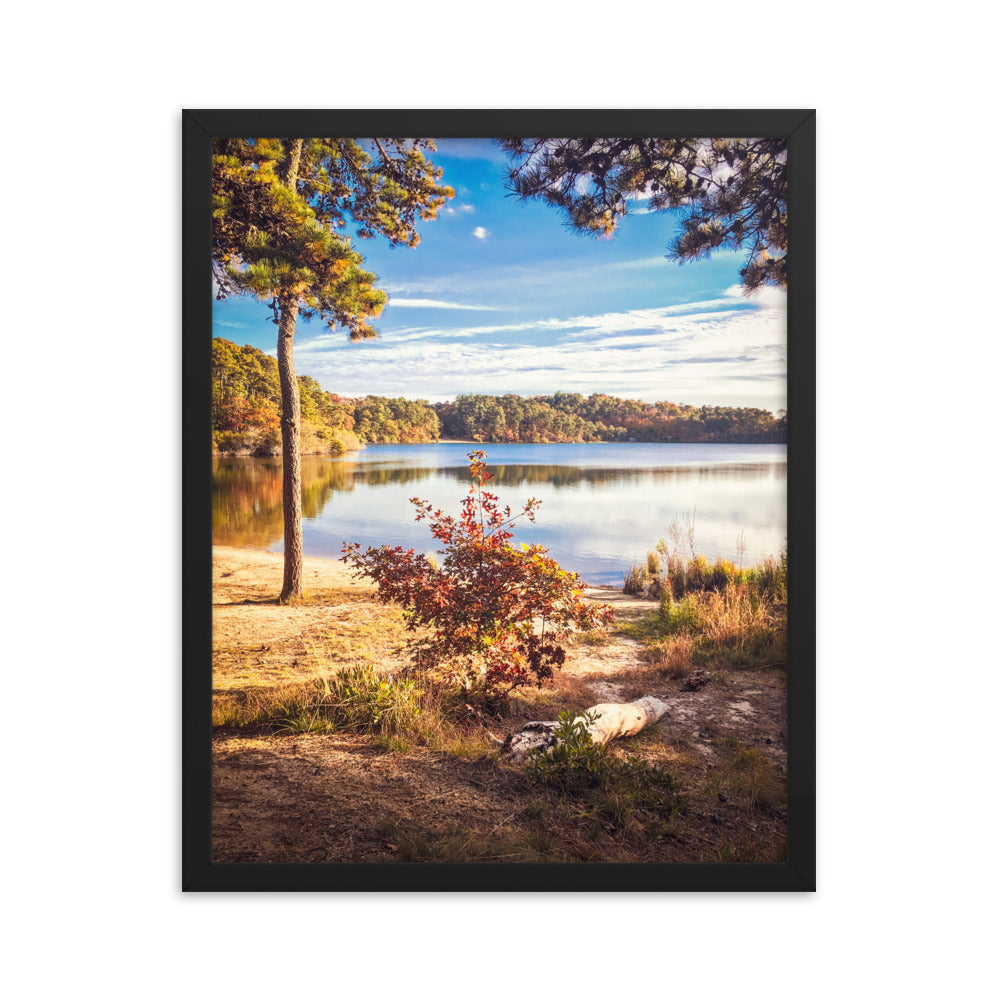 Walk in the Woods, Cape Cod Framed Print