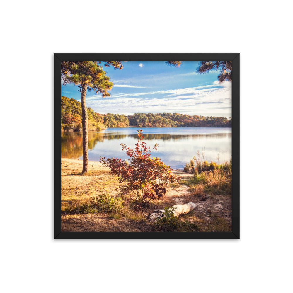 Walk in the Woods, Cape Cod Framed Print