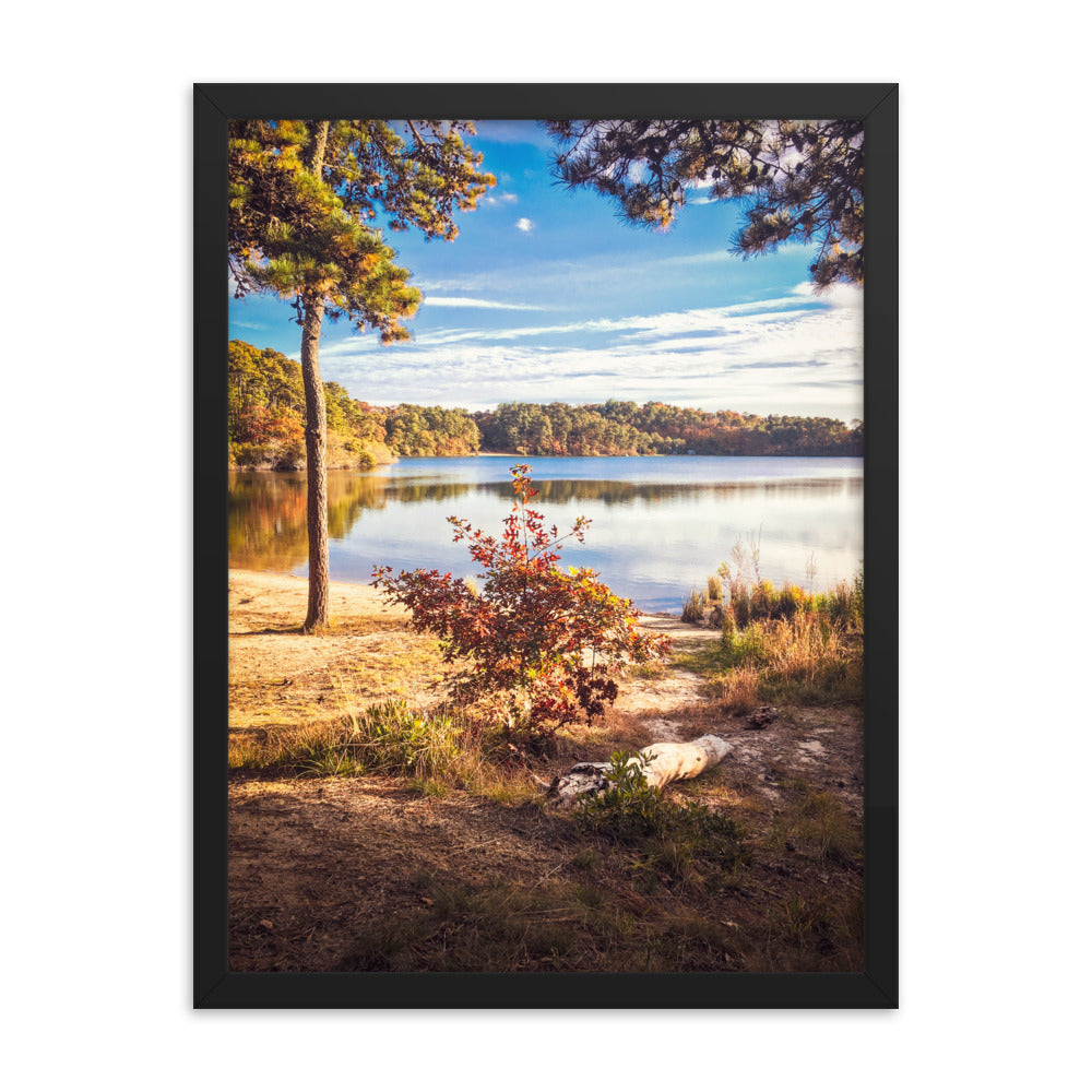 Walk in the Woods, Cape Cod Framed Print