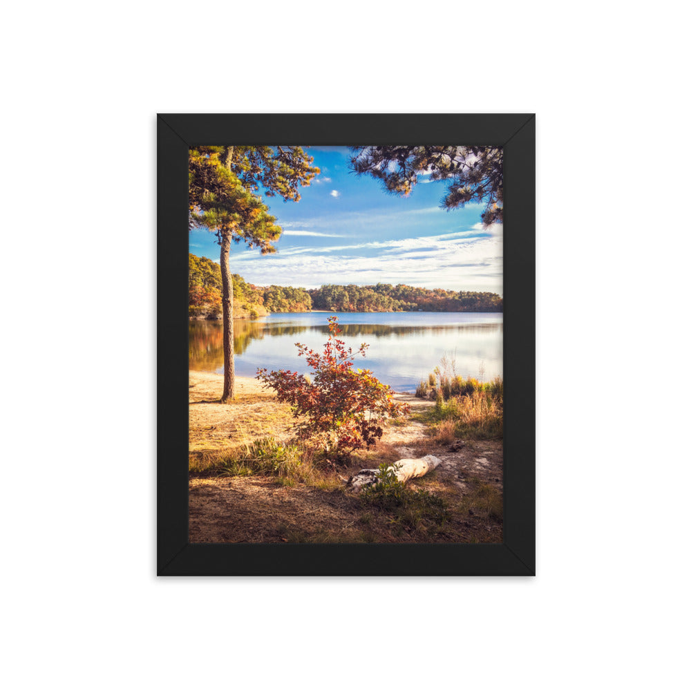 Walk in the Woods, Cape Cod Framed Print
