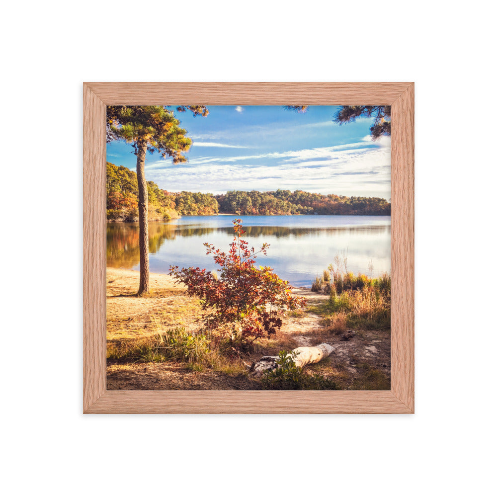 Walk in the Woods, Cape Cod Framed Print