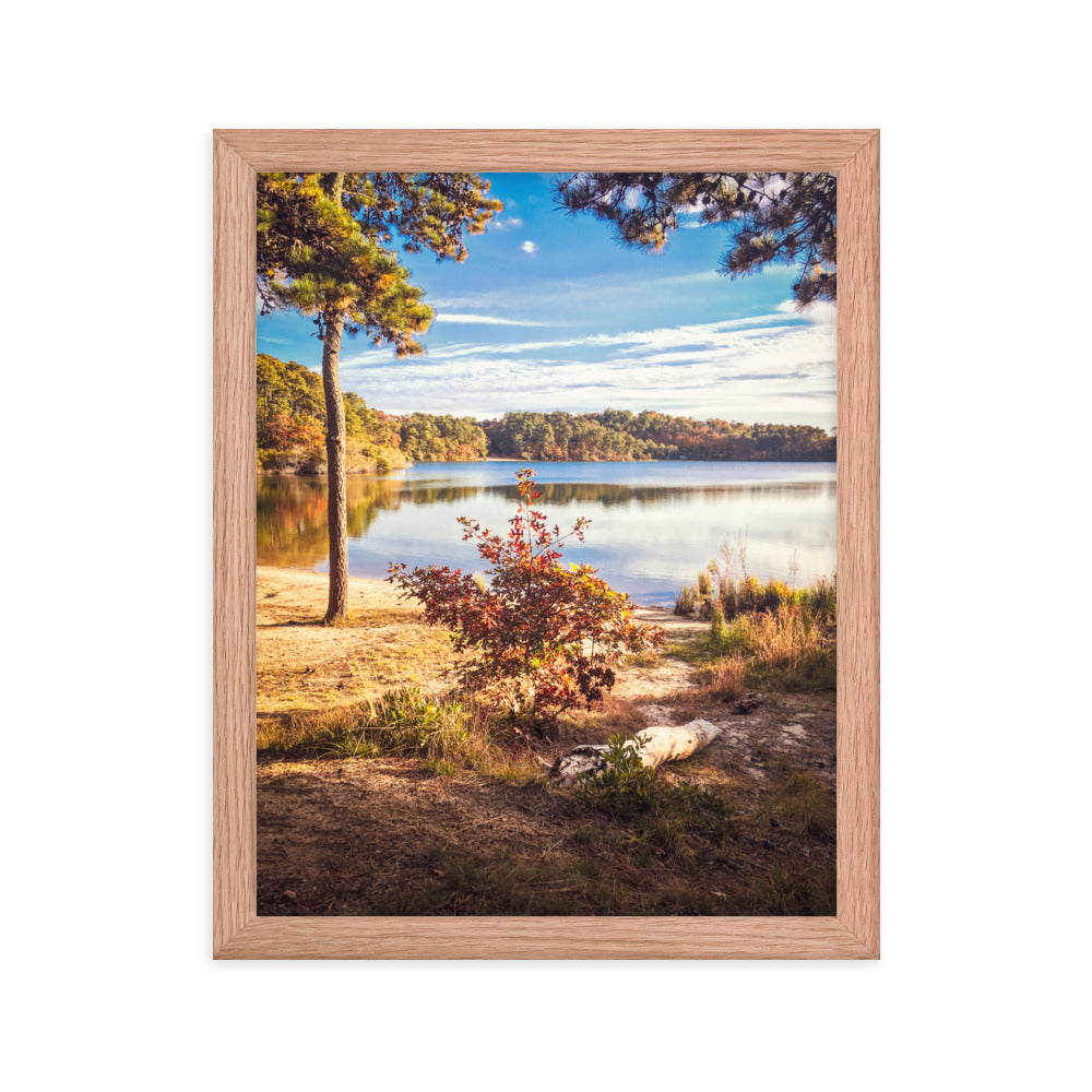 Walk in the Woods, Cape Cod Framed Print