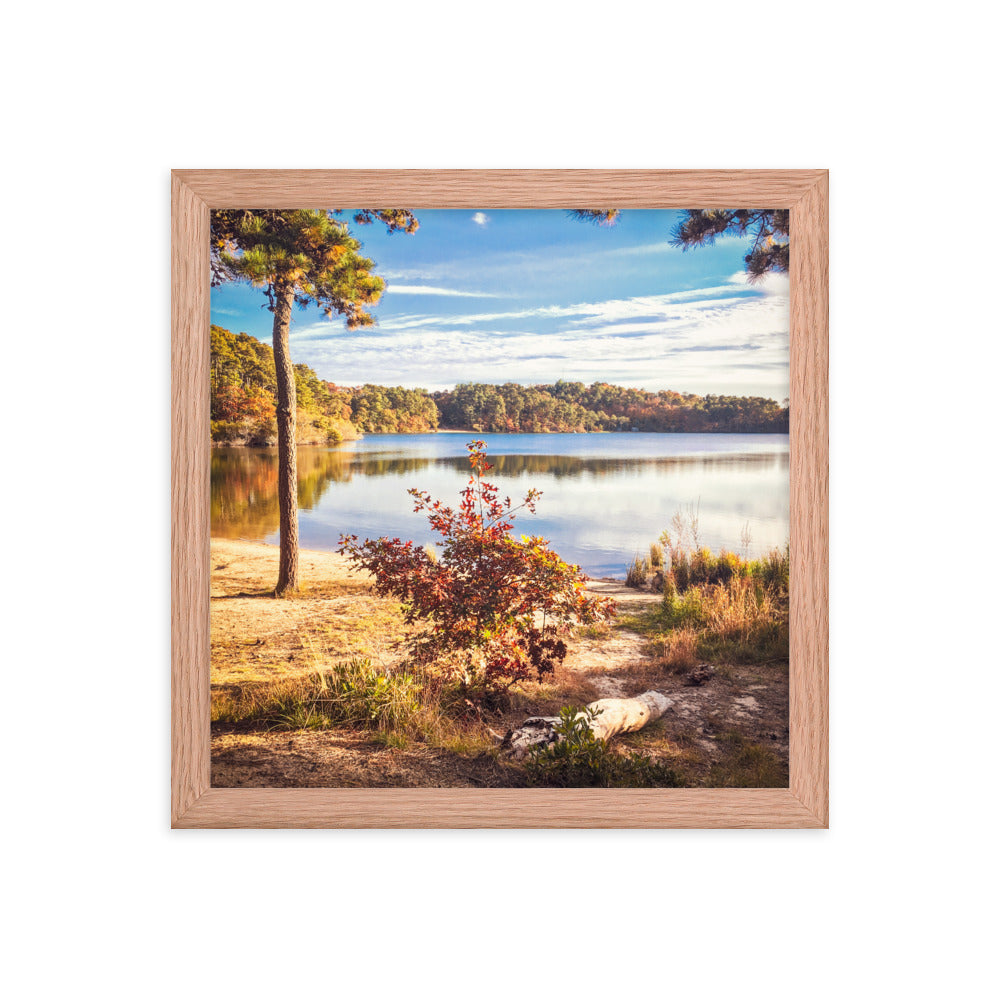 Walk in the Woods, Cape Cod Framed Print