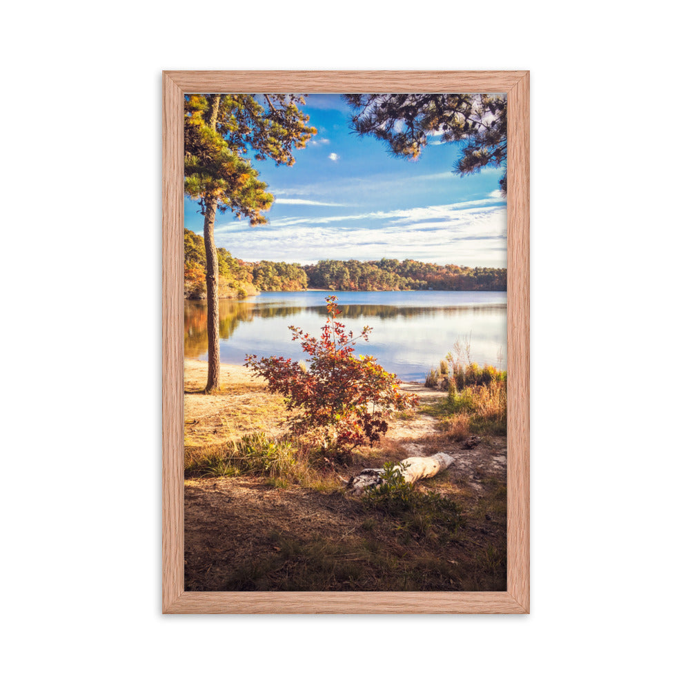 Walk in the Woods, Cape Cod Framed Print