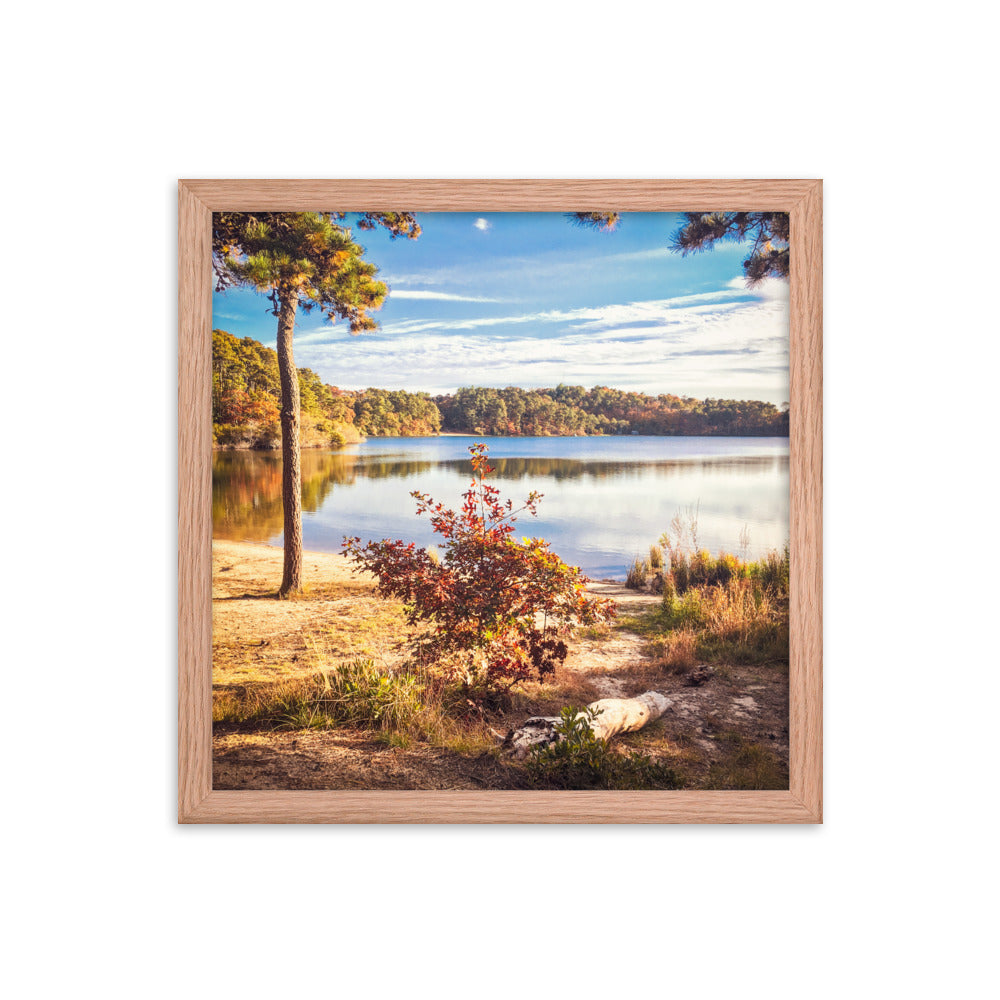 Walk in the Woods, Cape Cod Framed Print
