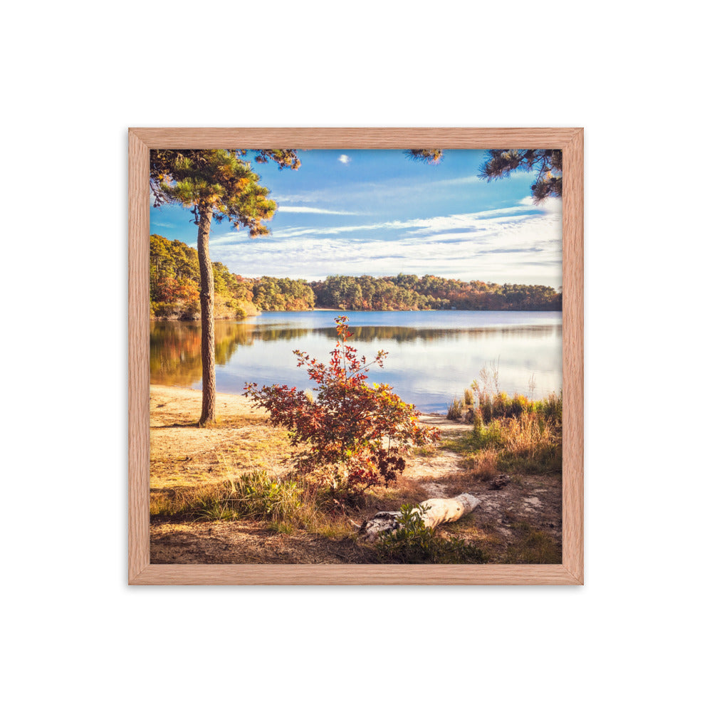 Walk in the Woods, Cape Cod Framed Print