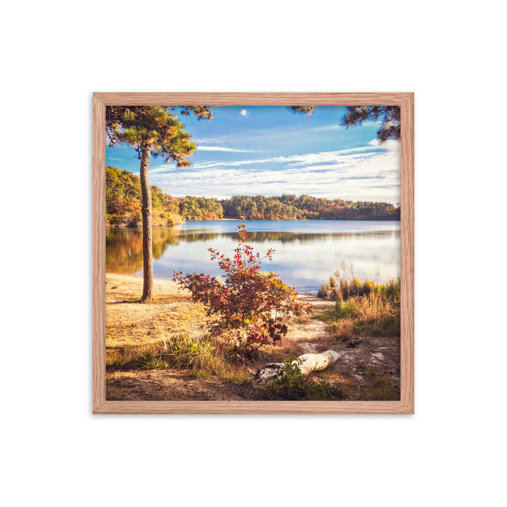 Walk in the Woods, Cape Cod Framed Print