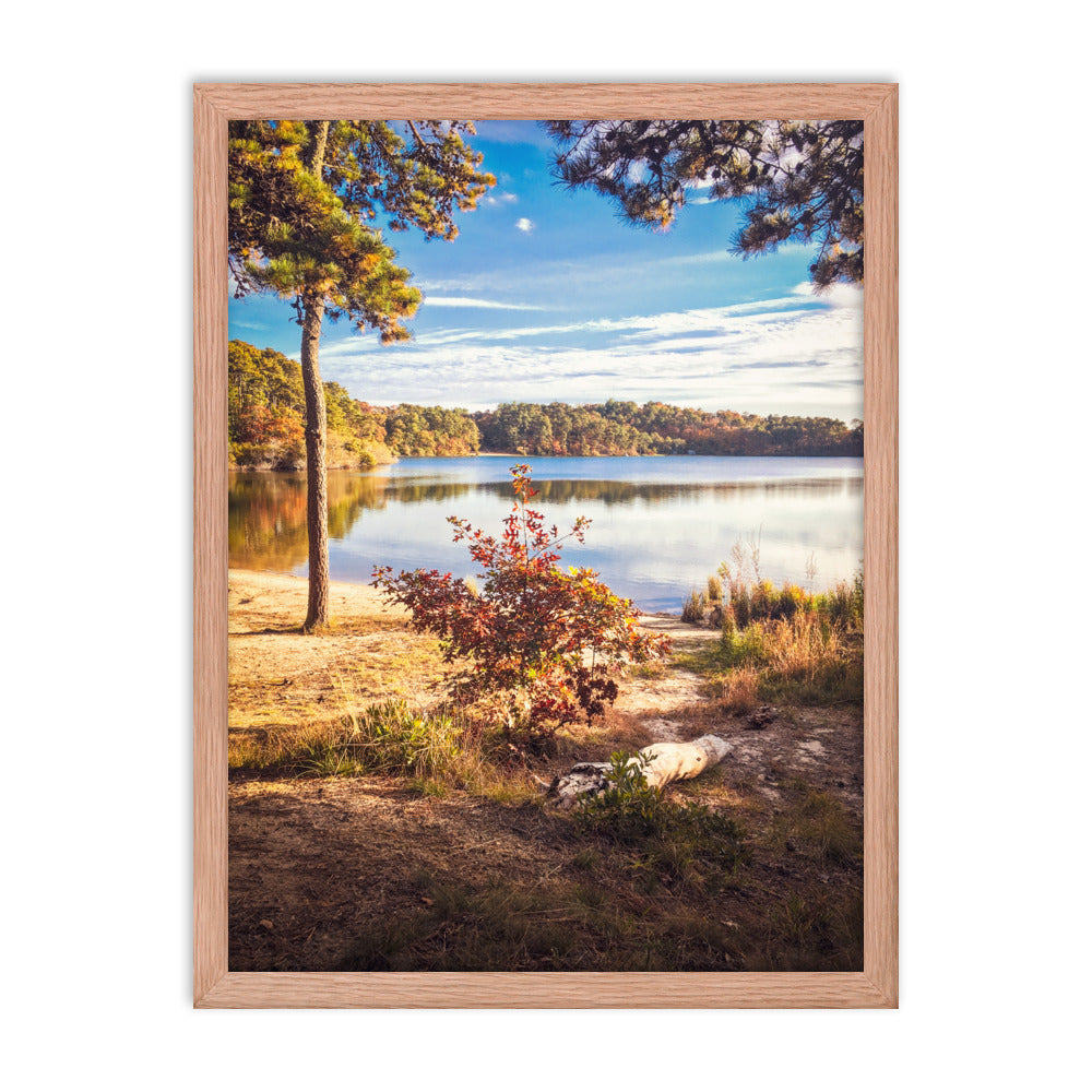 Walk in the Woods, Cape Cod Framed Print