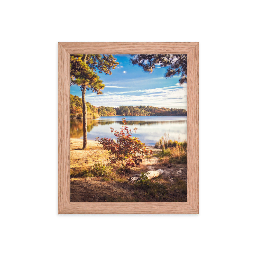 Walk in the Woods, Cape Cod Framed Print