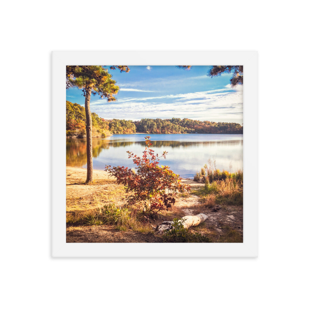 Walk in the Woods, Cape Cod Framed Print