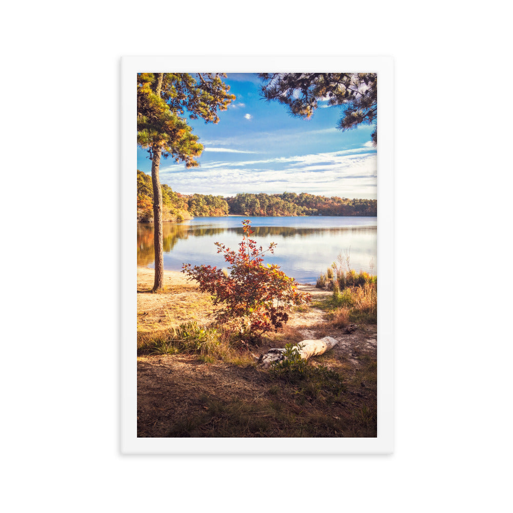 Walk in the Woods, Cape Cod Framed Print