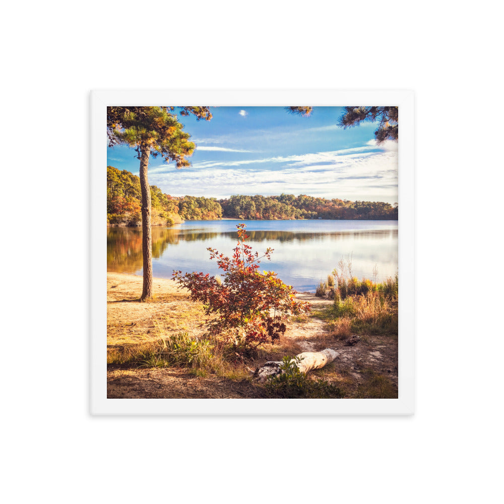 Walk in the Woods, Cape Cod Framed Print