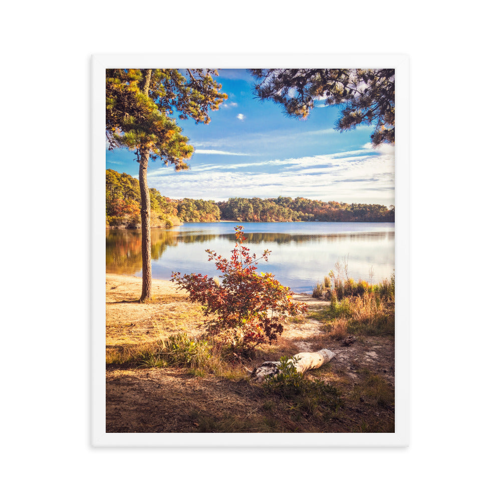 Walk in the Woods, Cape Cod Framed Print