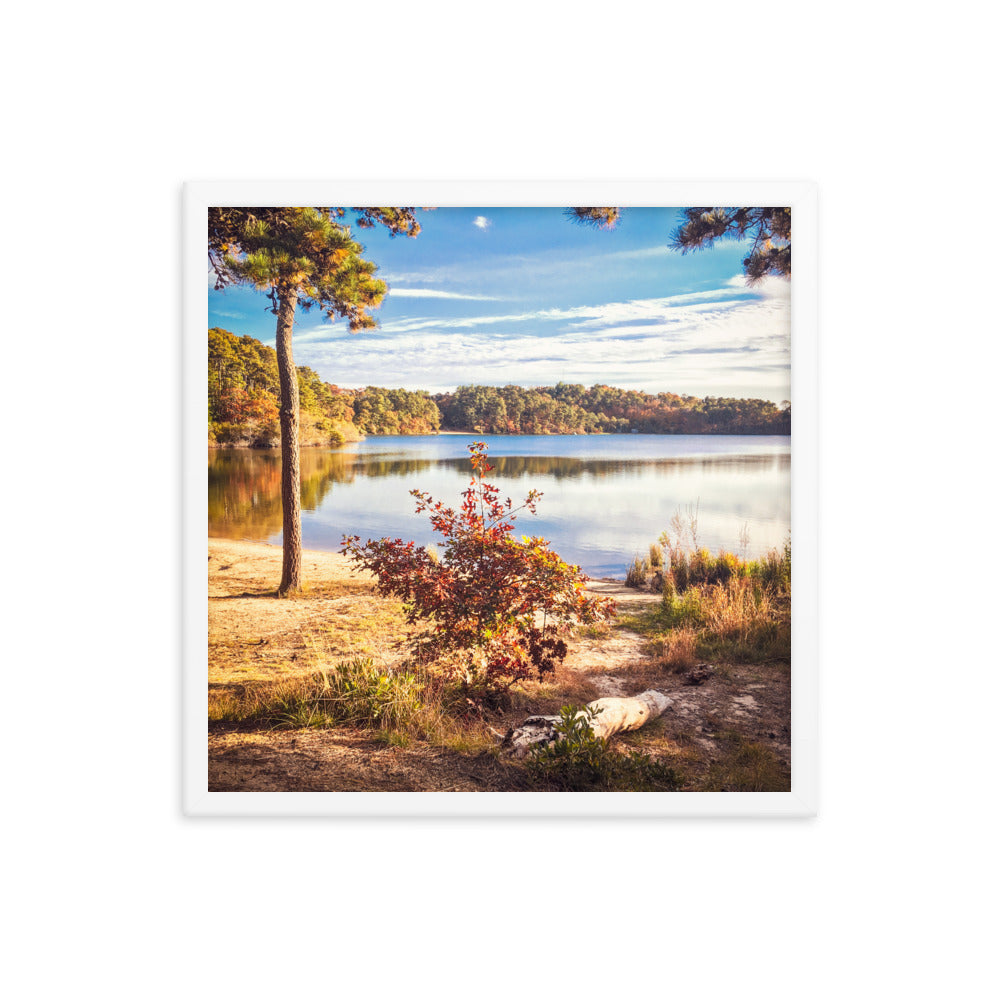 Walk in the Woods, Cape Cod Framed Print