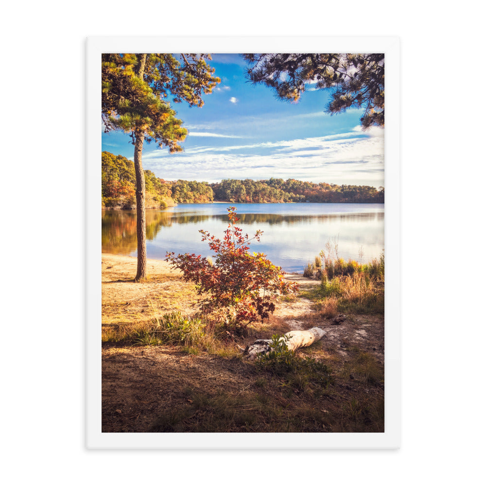 Walk in the Woods, Cape Cod Framed Print