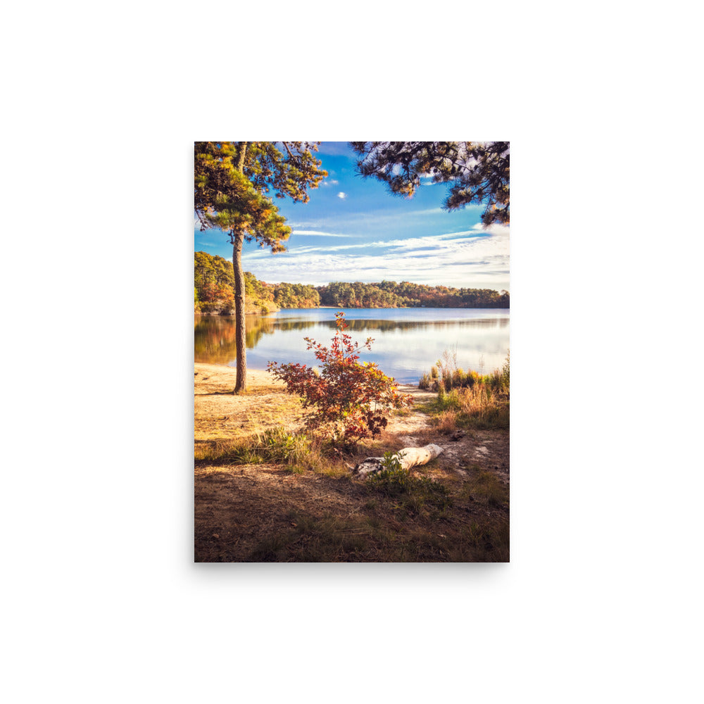 Walk in the Woods of Cape Cod - Print