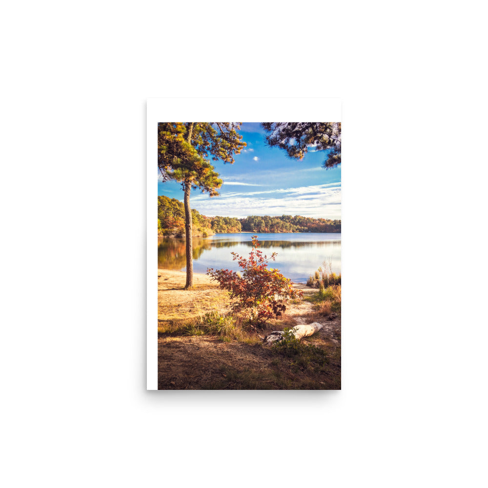 Walk in the Woods of Cape Cod - Print