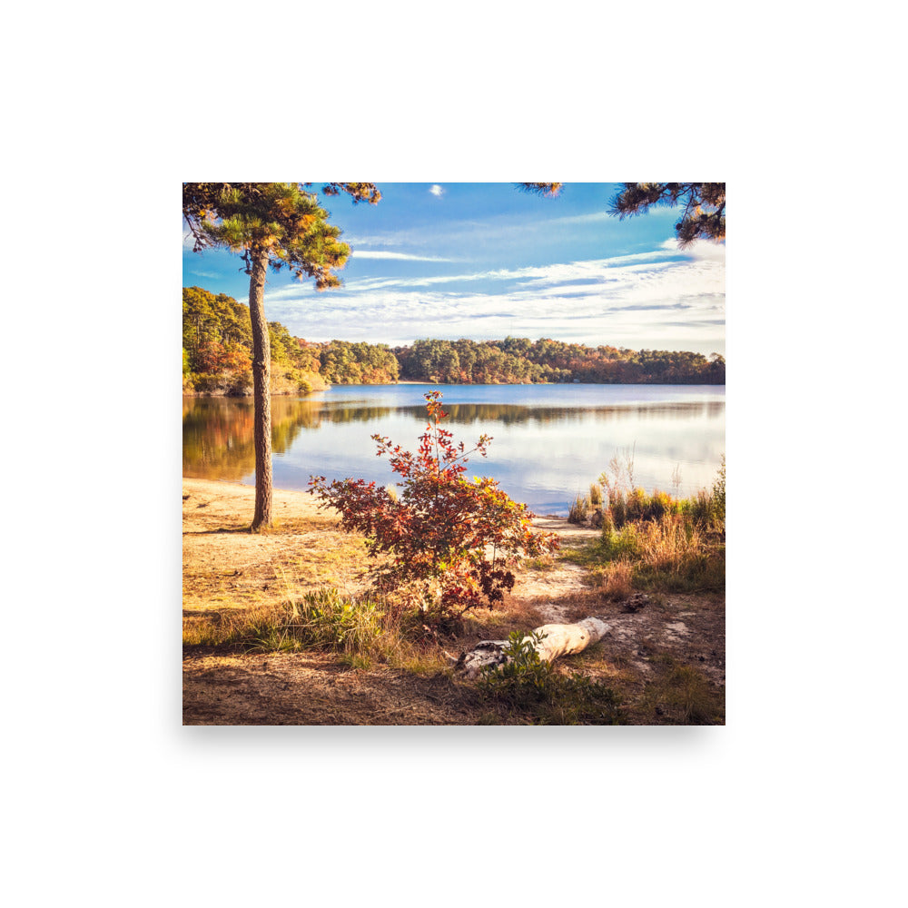 Walk in the Woods of Cape Cod - Print