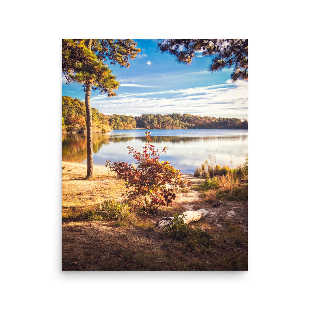 Walk in the Woods of Cape Cod - Print