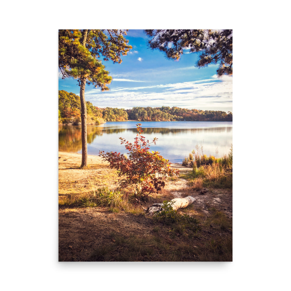 Walk in the Woods of Cape Cod - Print
