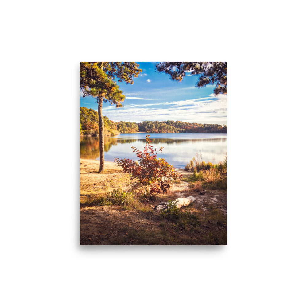 Walk in the Woods of Cape Cod - Print