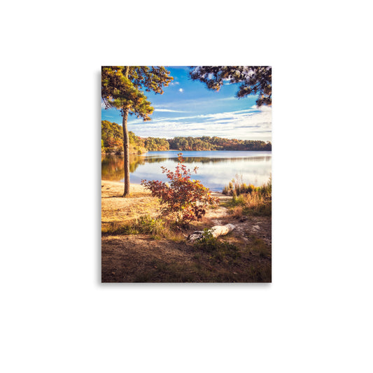 Walk in the Woods of Cape Cod - Print